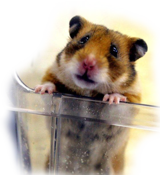 Image Tierversuchs-Verbot Hamster der aus dem Glas schaut