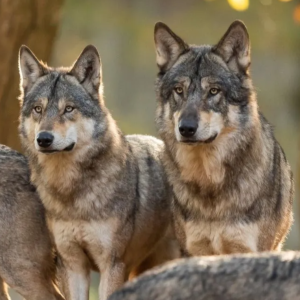 Wolfsinitiative Schaf