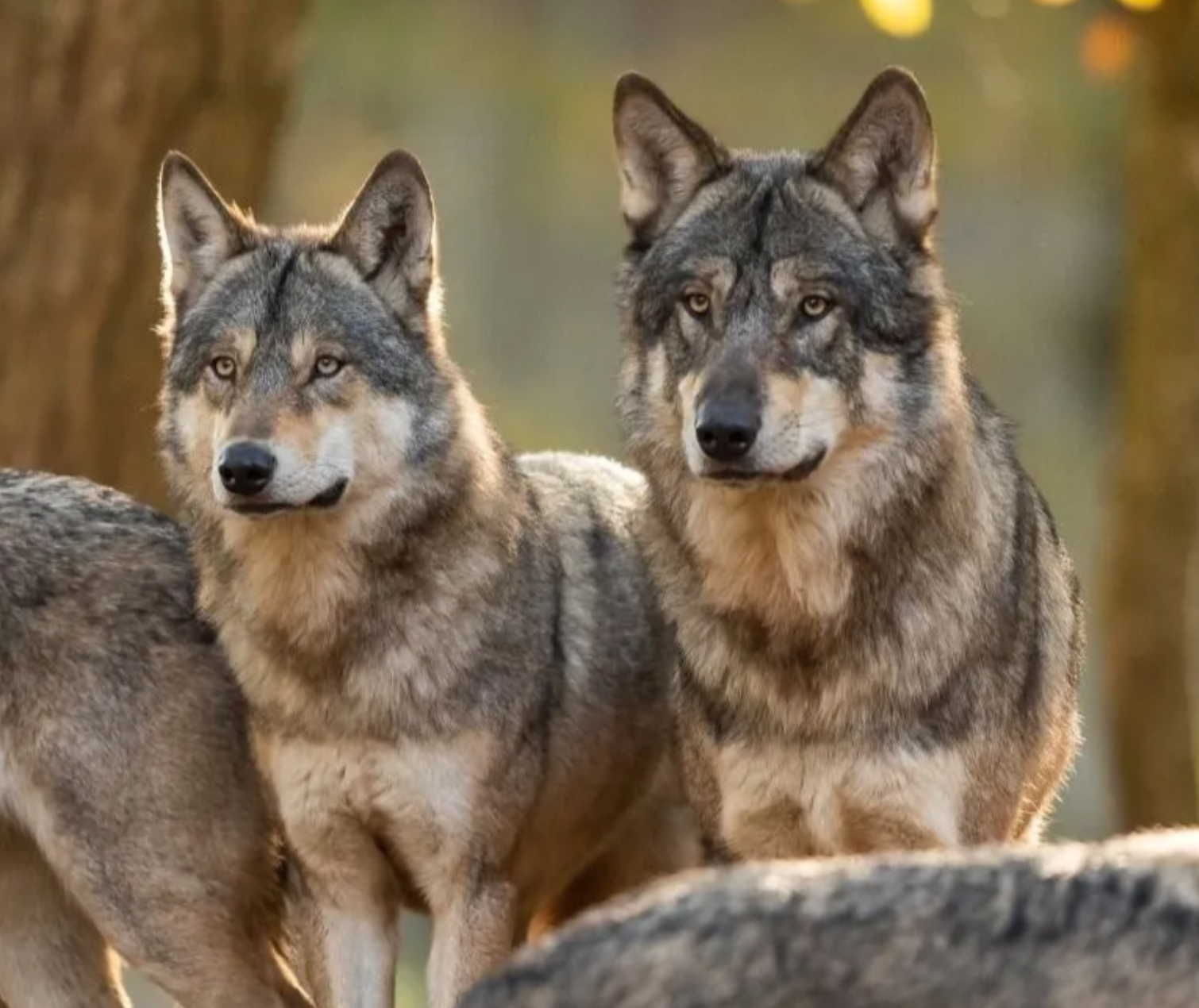 Eidgenössische Volksinitiative 'Zum Schutz von Mensch, Haus- und Nutztier vor dem Wolf'